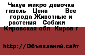 Чихуа микро девочка газель › Цена ­ 65 - Все города Животные и растения » Собаки   . Кировская обл.,Киров г.